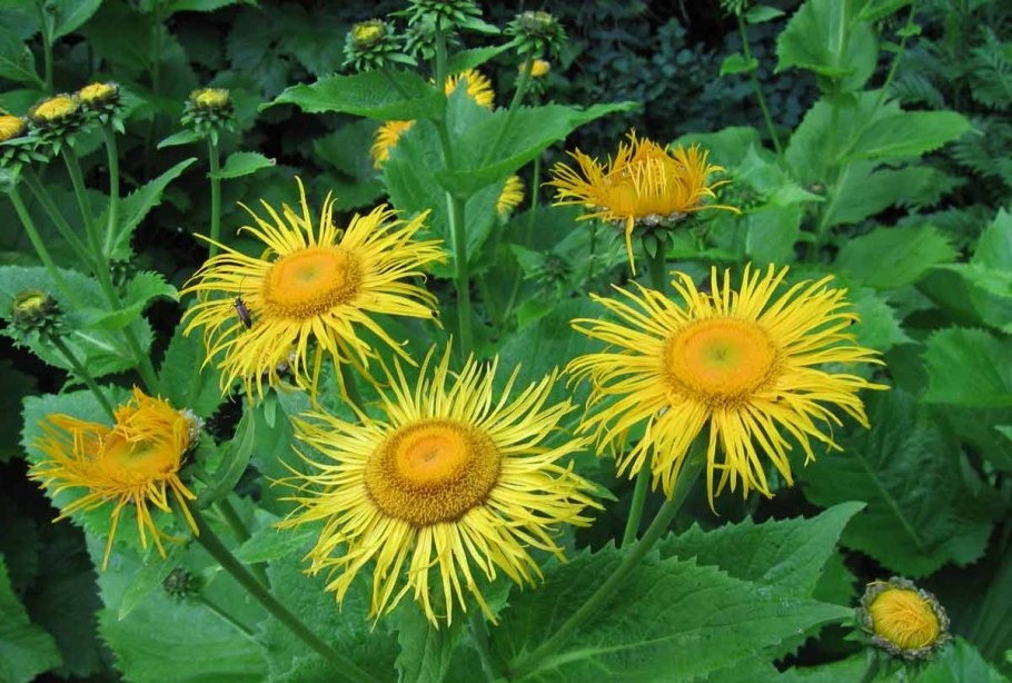 Телекия прекрасная и девясил