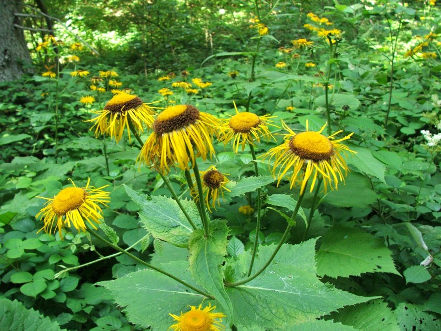 Купить семена телекии прекрасной