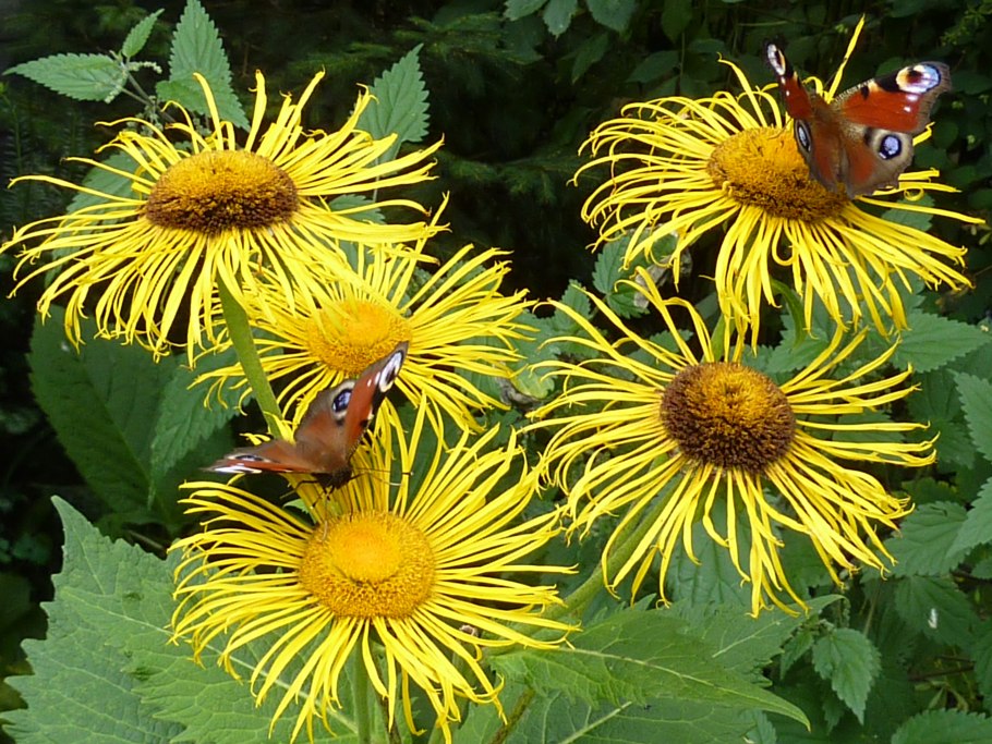 Буфтальмум иволистный