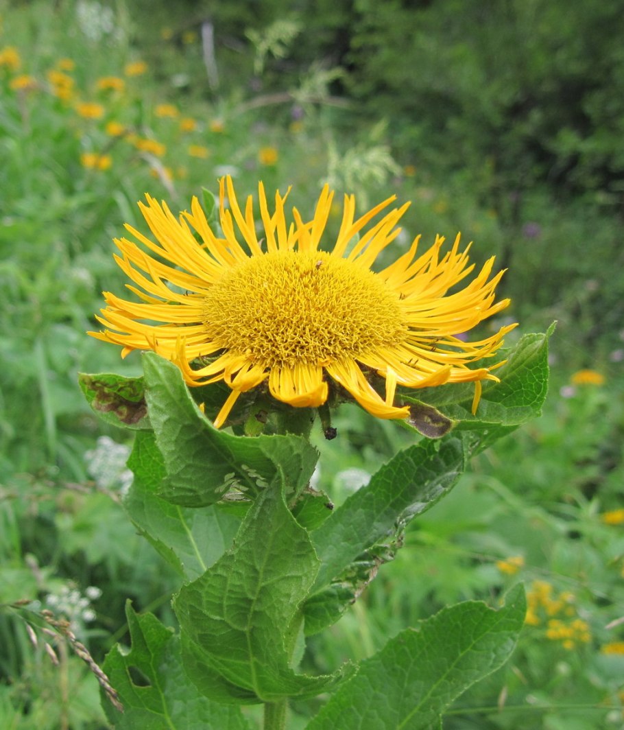 Telekia speciosa листья