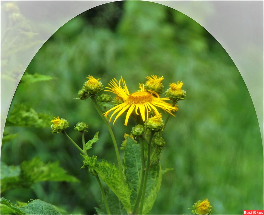 Телекия красивая семейство растений семейства