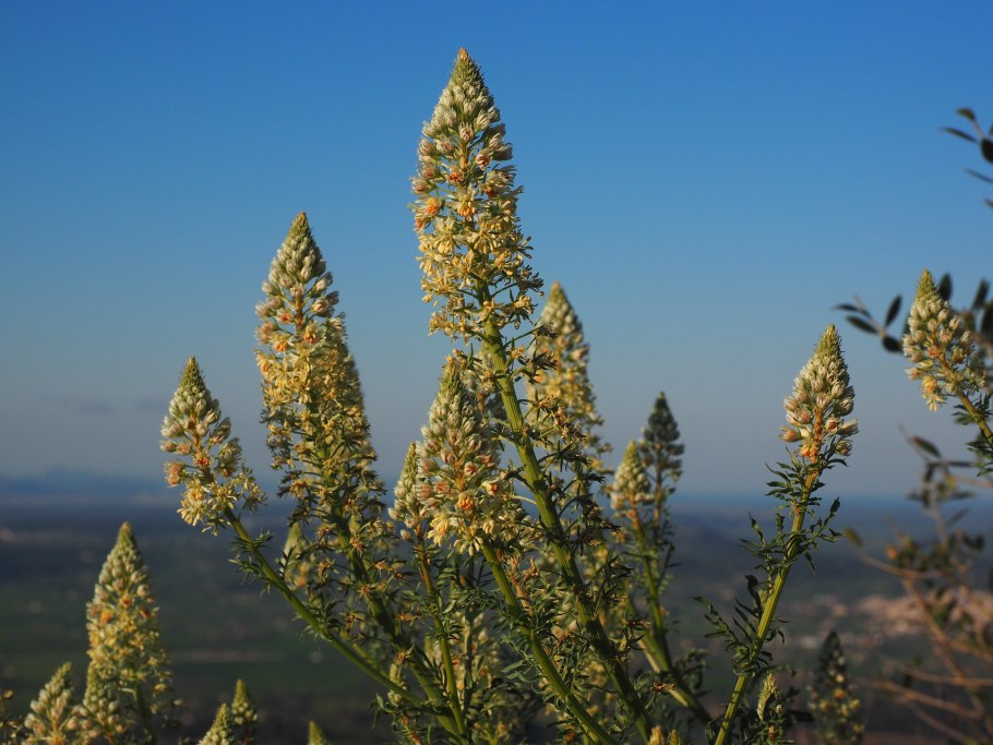 Reseda odorata