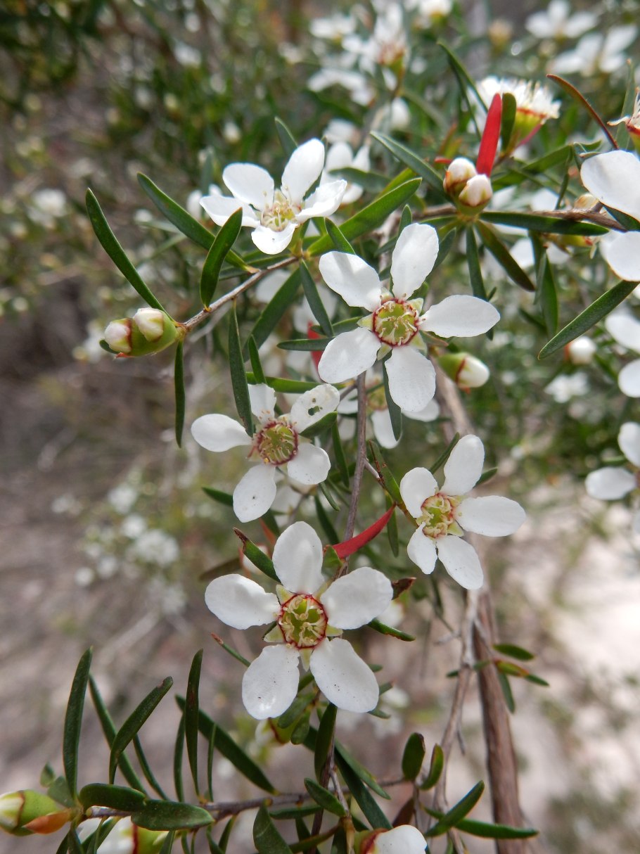 Leptospermum lanigerum