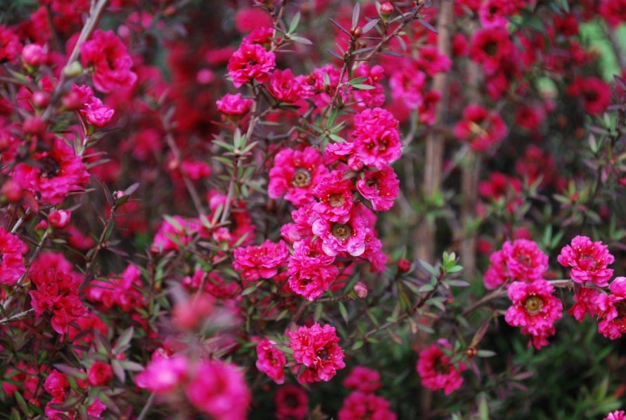 Leptospermum (Myrtaceae) Rubinette