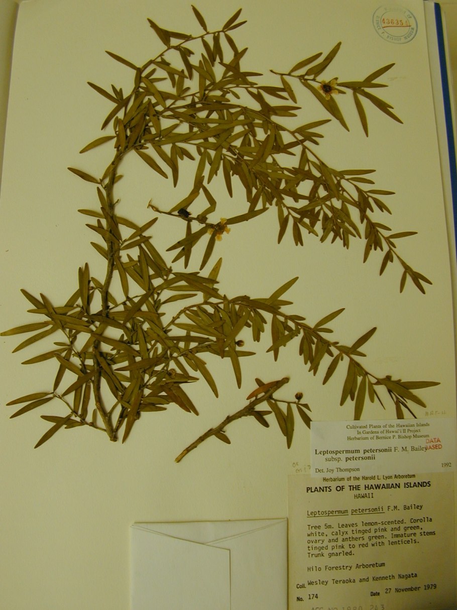 Leptospermum petersonii