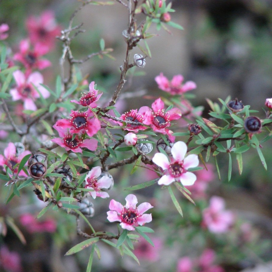 Leptospermum epacridoideum (лептоспермум)