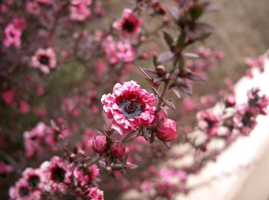 Leptospermum scoparium Ruby Glow