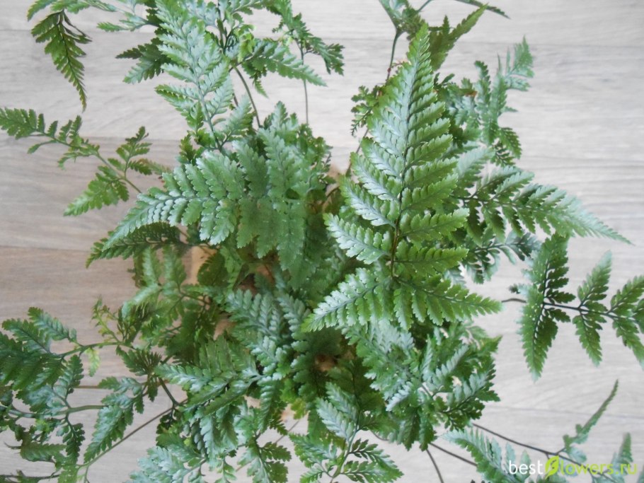 Папоротник Даваллия