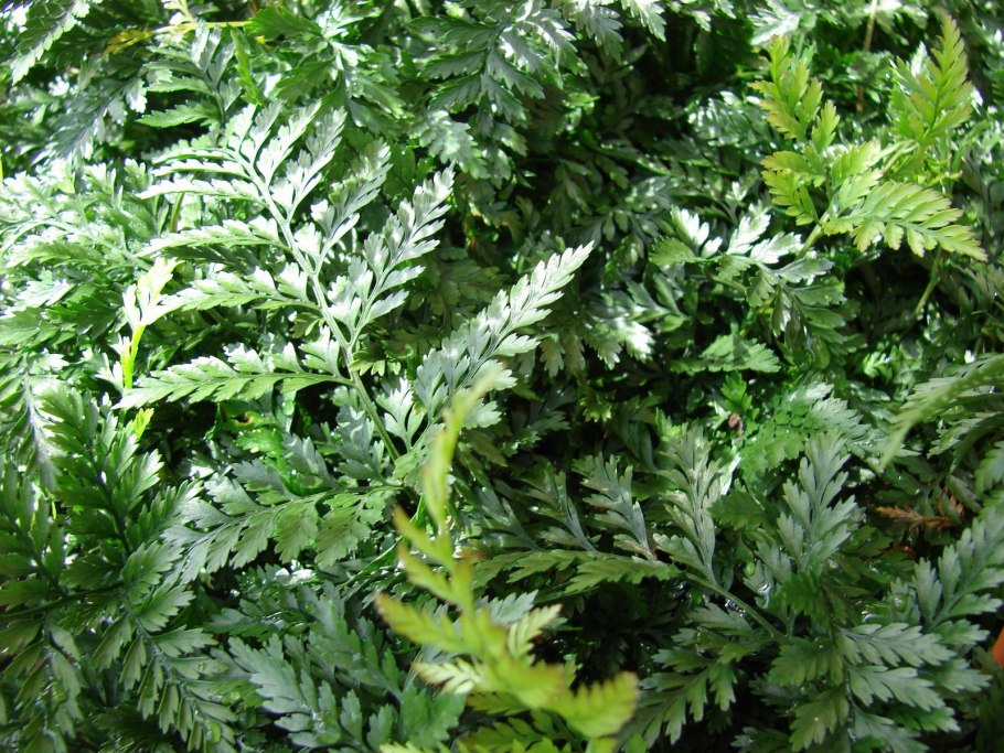 Даваллия Мариеса