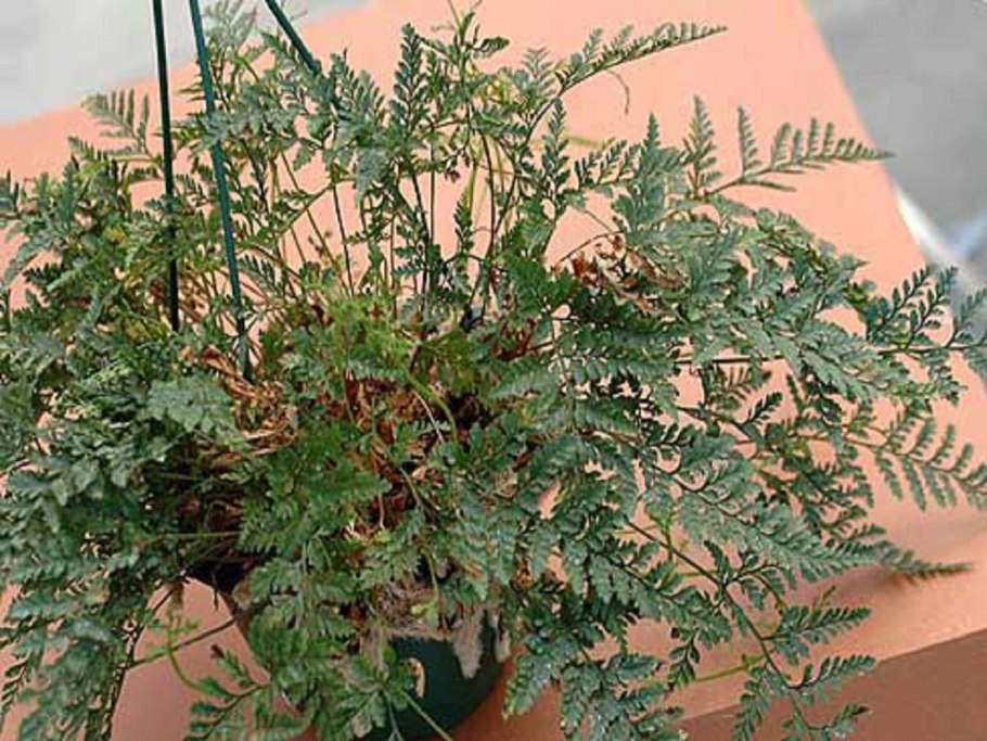 Папоротник Даваллия(заячья лапка)