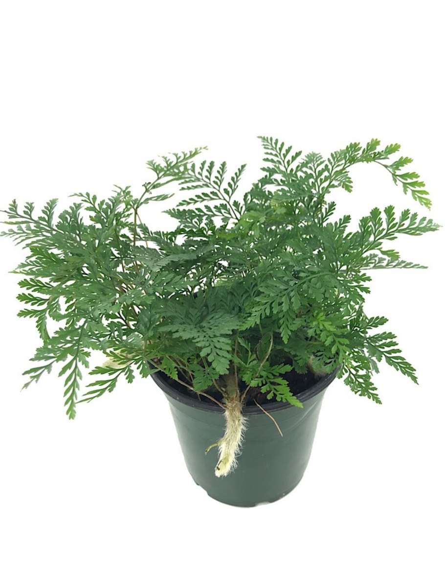 Даваллия Канарская