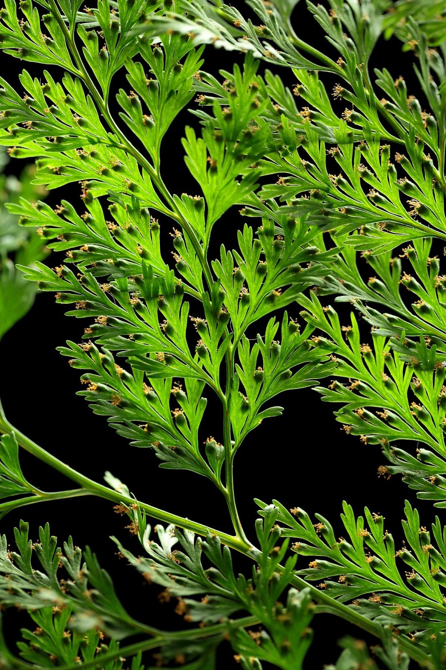 Нефролепис папоротник особые трудности