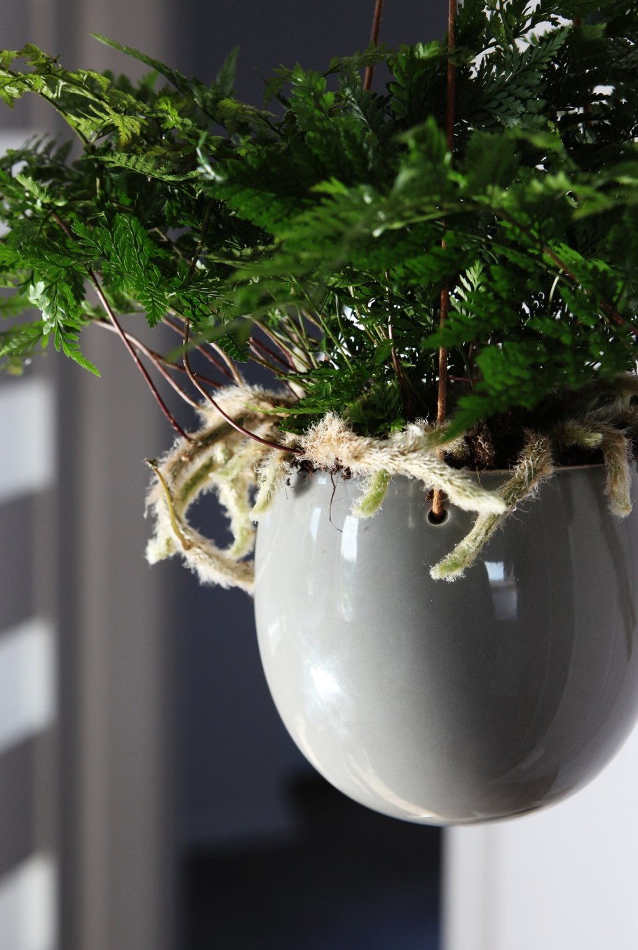 Даваллия пятилистная