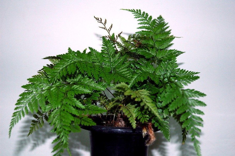 Папоротник Davallia canariensis