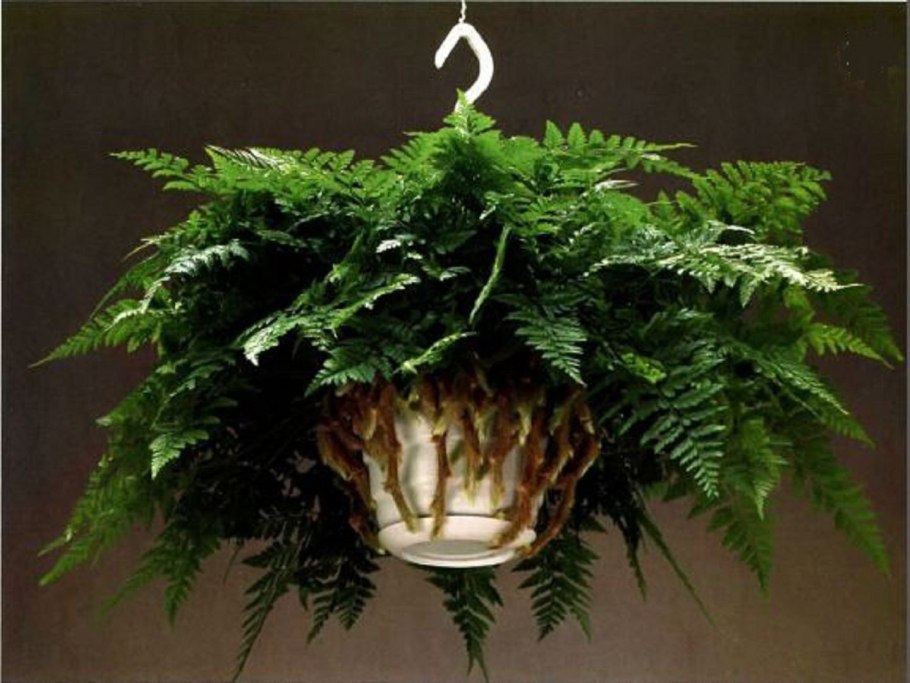 Папоротник Даваллия