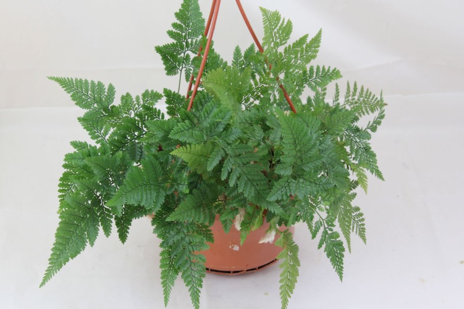 Папоротник Даваллия