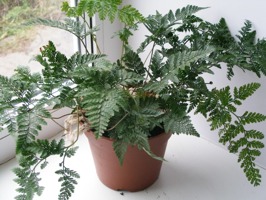 Папоротник Даваллия