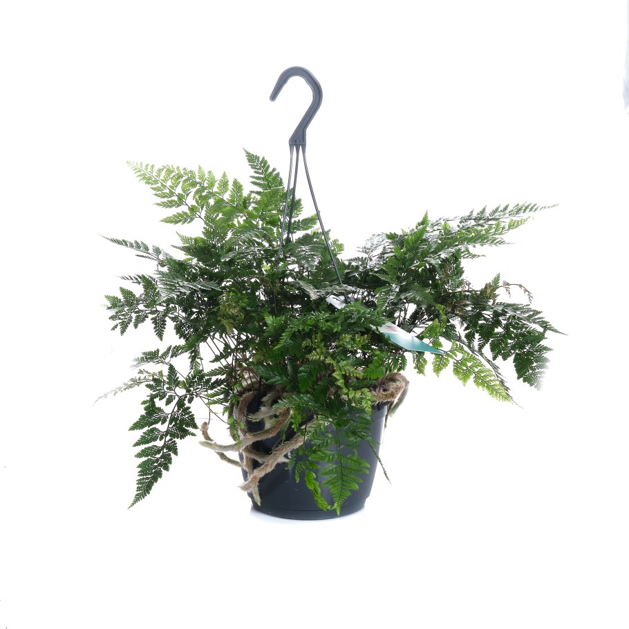 Папоротник Даваллия Канарская