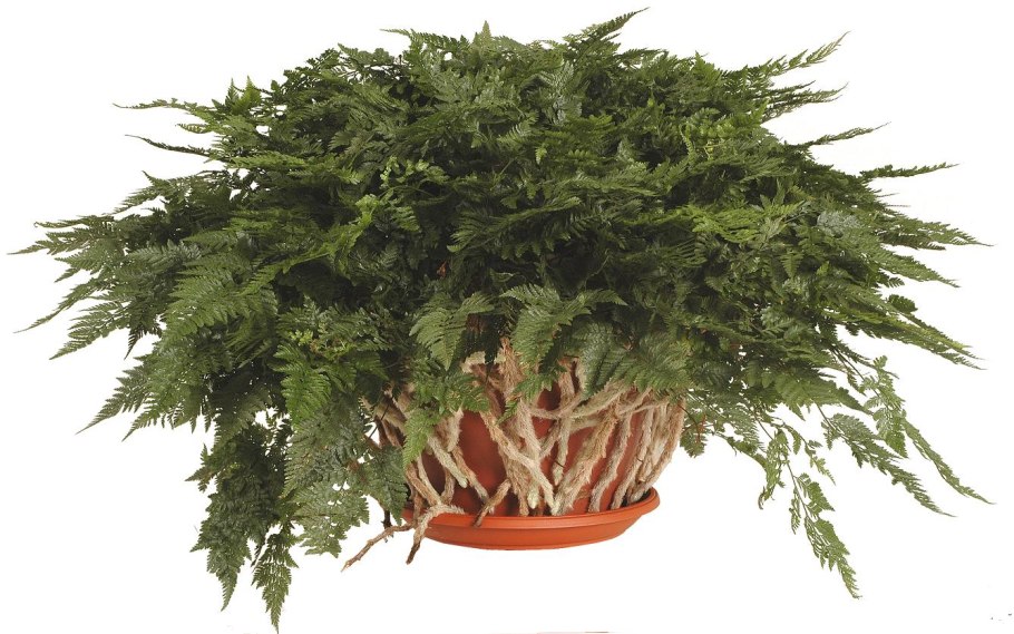 Даваллия в квартире приметы