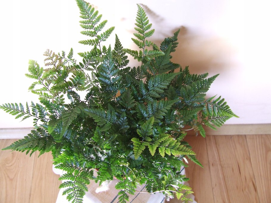 Даваллия Канарская