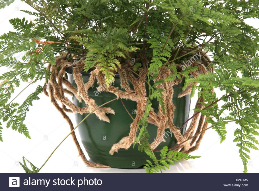 Нефролепис латынь