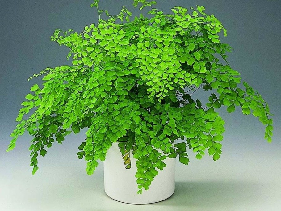 Папоротник адиантум венерин