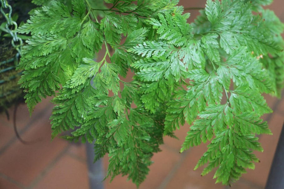 Давалия фидженсис