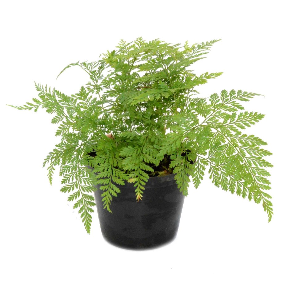 Даваллия Канарская