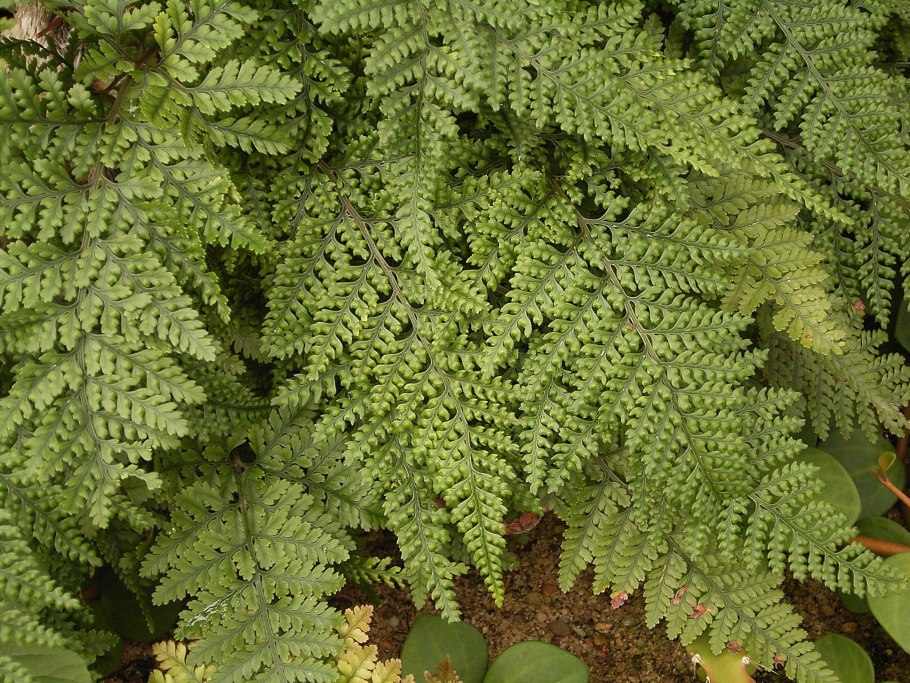 Даваллиевые папоротники