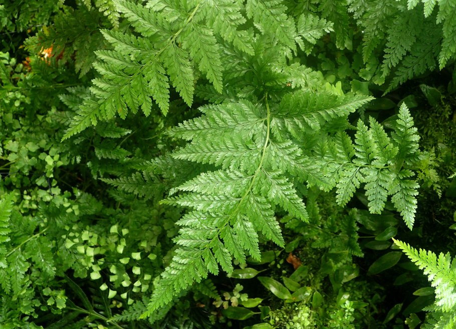 Папоротник давалия