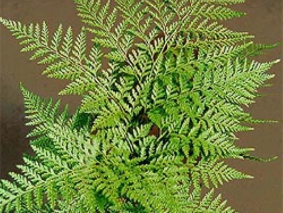 Даваллия папоротник