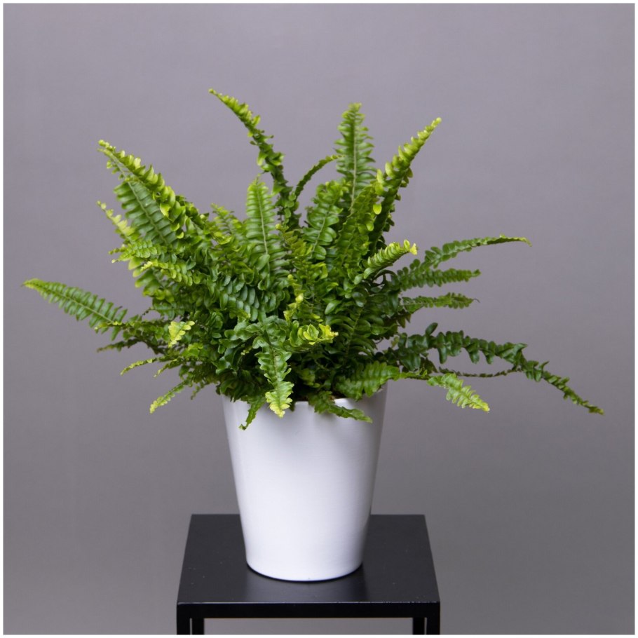 Даваллия рассеченная