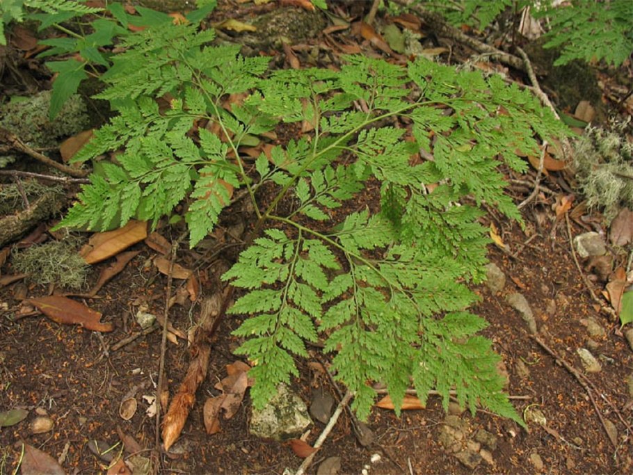 Даваллия - Davallia d12 h15