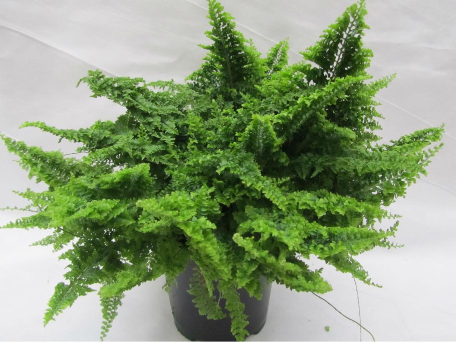 Davallia pentaphylla