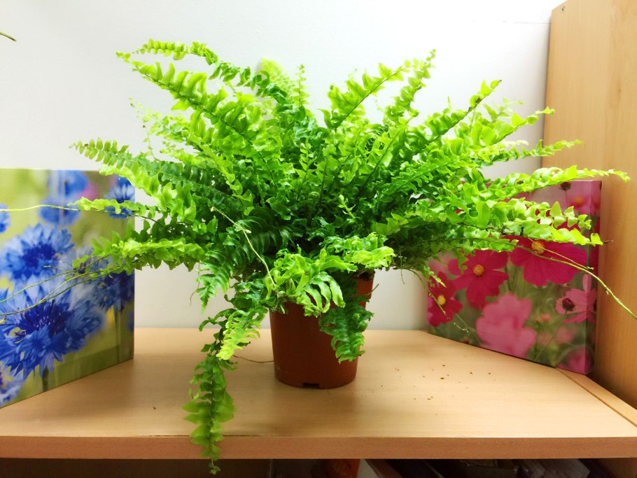 Нефролепис грин