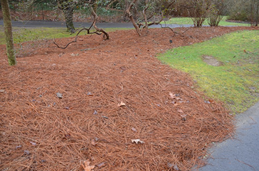 Мульчирование лука опадом хвои