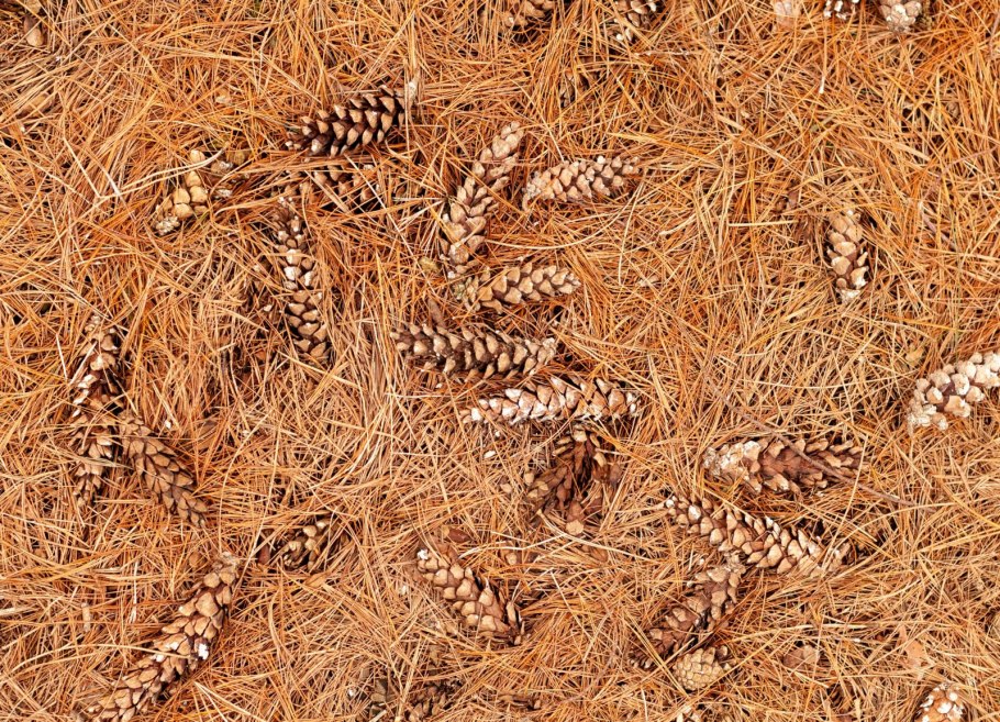 Опад хвои веток шишек