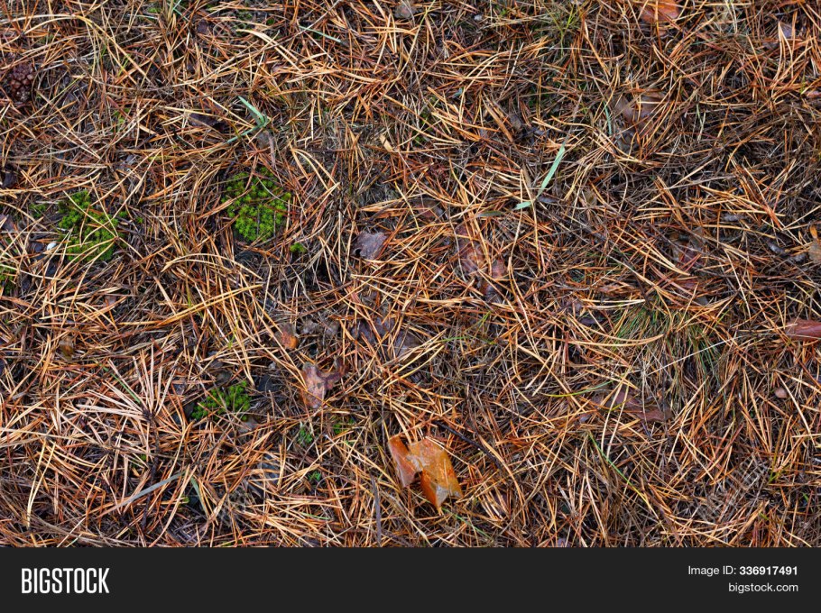 Лесная подстилка