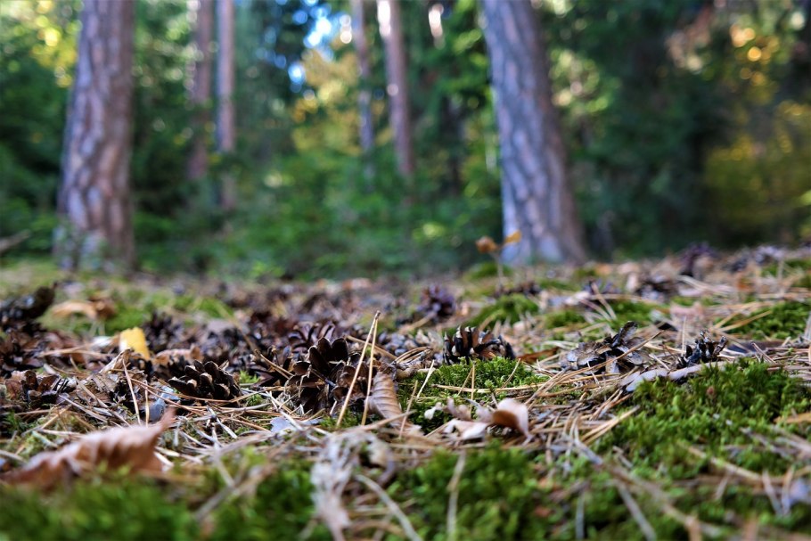 Перепревший хвойный опад