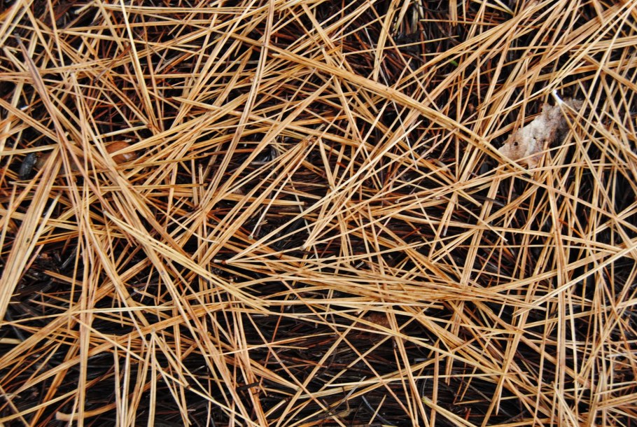 Сухие иголки сосновые