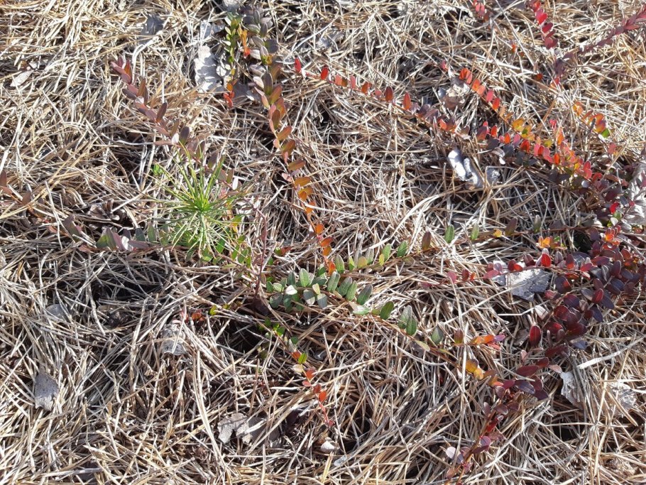 Шишки на земле в лесу