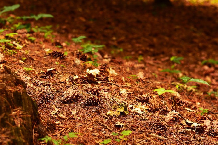 Мульчирование хвойников хвоей