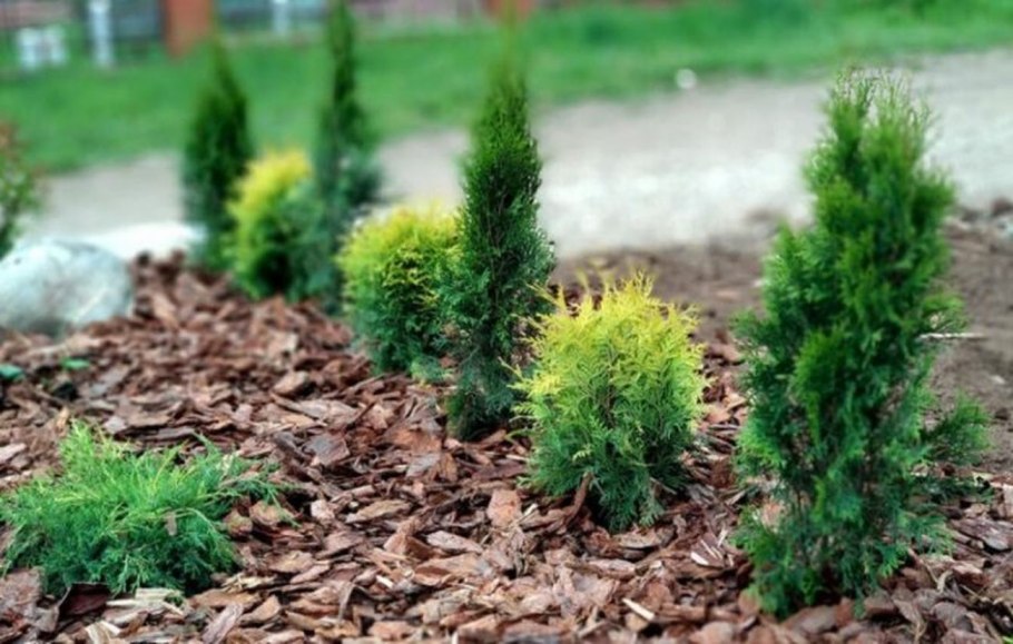 Хвоя на земле