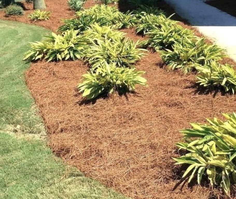 Мульчирование хвойников хвоей
