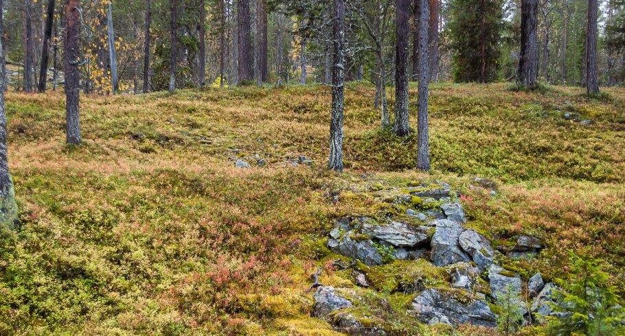 Мульчирование еловыми иголками