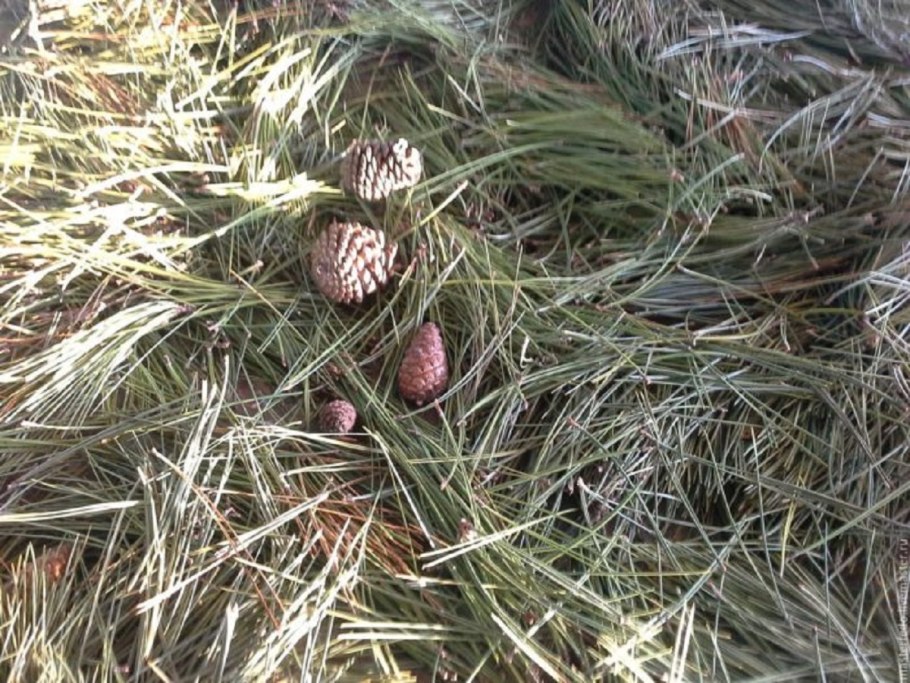 Органический детрит