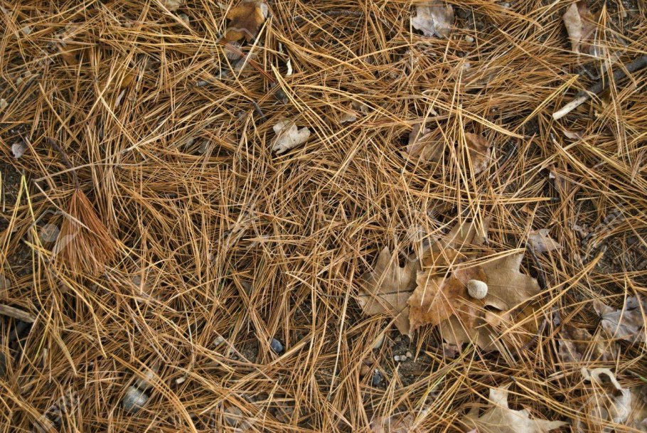 Перепревший хвойный опад