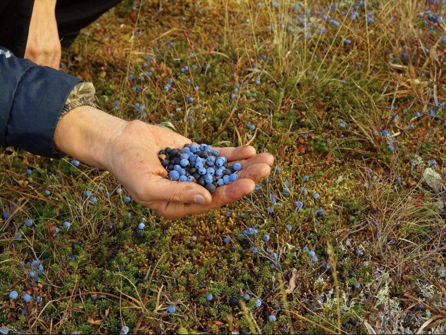 Мульчирование хвойников хвоей