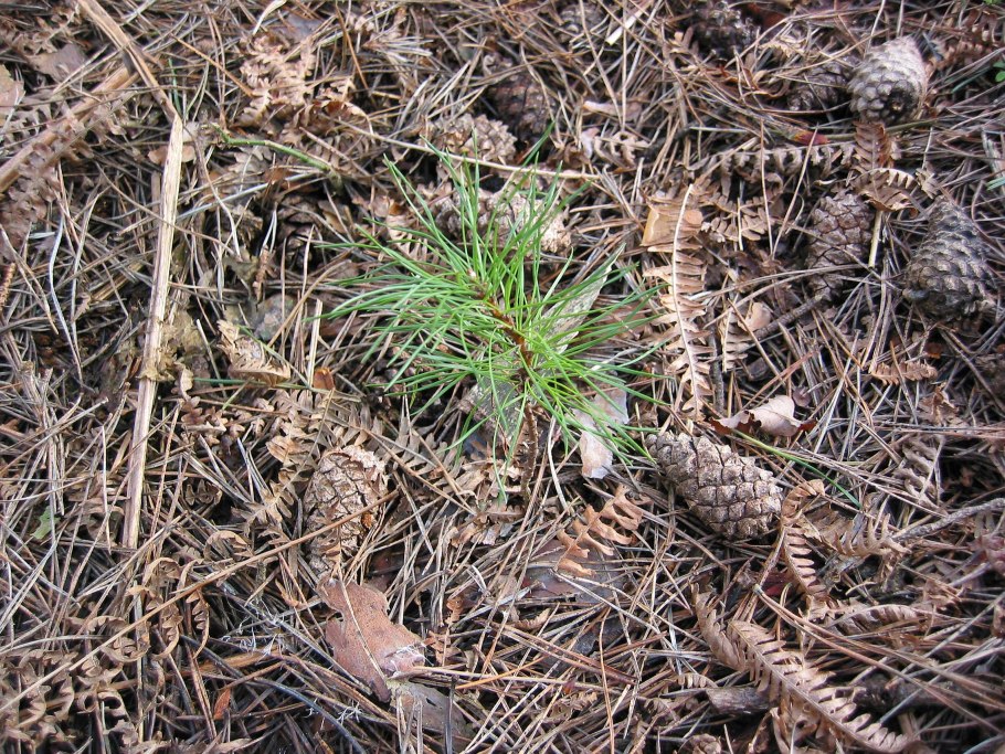 Хвойный опад для мульчирования
