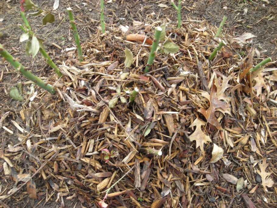 Сосновый опад